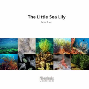 The little sea lily 
