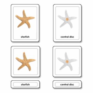 Parts of a Starfish (Echinoderms)