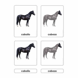Partes del Caballo