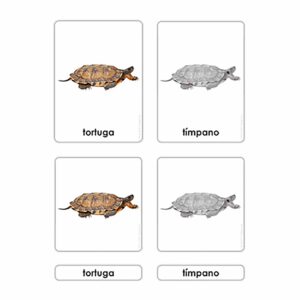 Partes de la Tortuga