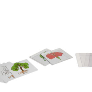 First Set Of Botany Cards