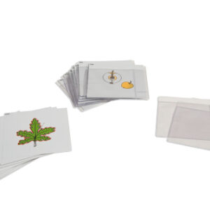 Third Set Of Botany Cards